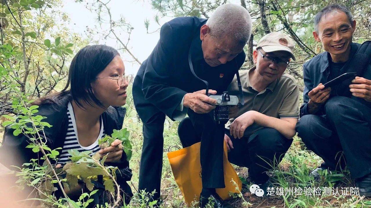 楚雄州检验检测认证院:积极开展彝族药材野外调查 奠基质量标准研究工作