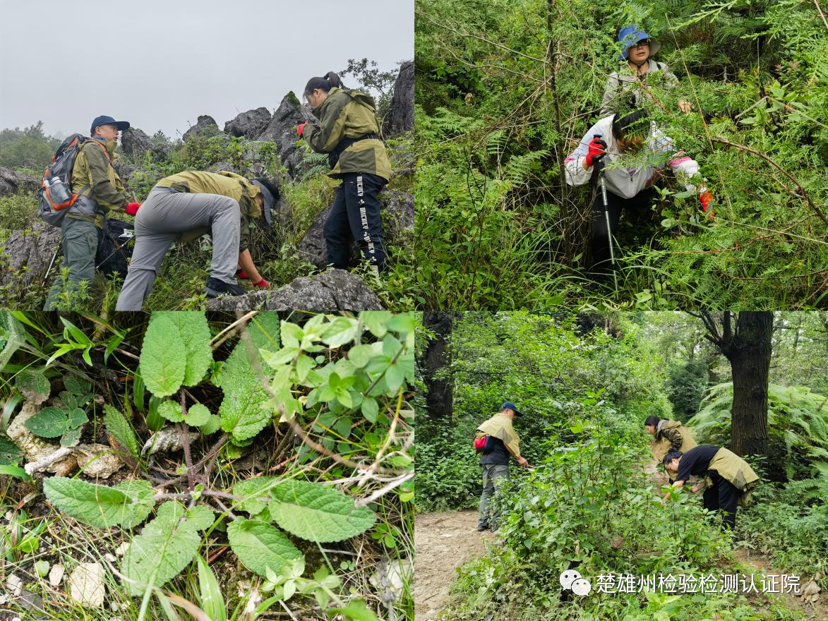 楚雄州检验检测认证院:积极开展彝族药材野外调查 奠基质量标准研究工作