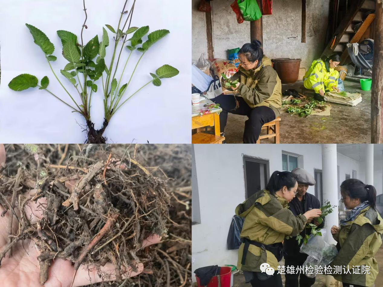 楚雄州检验检测认证院:积极开展彝族药材野外调查 奠基质量标准研究工作