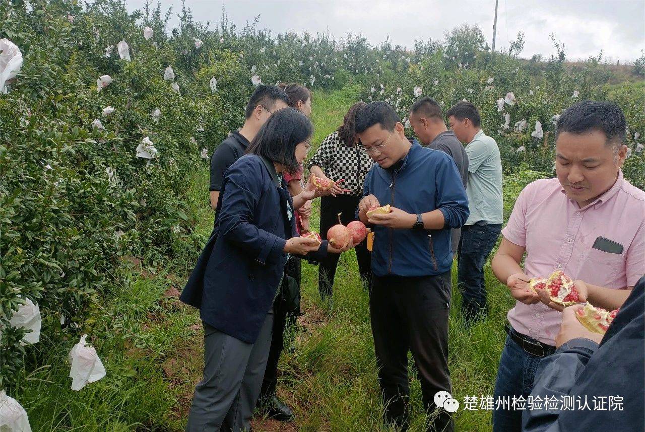 中国农业科学院郑州果树研究所专家调研楚雄州水果产业发展情况